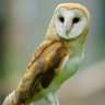 Tyto alba