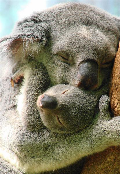 koala-joey-bee-sized.jpg