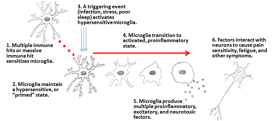 Microglial-hypothesis.png
