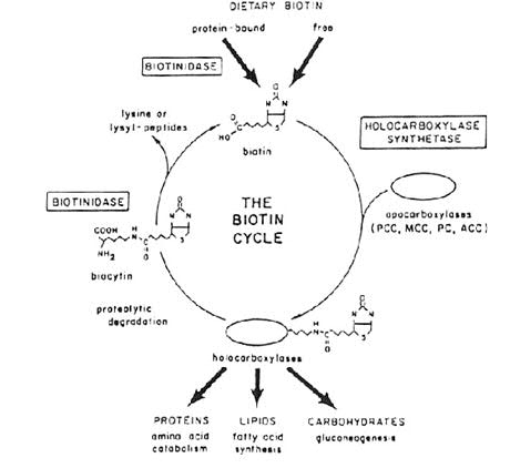 biotinidase-grafiek.jpg