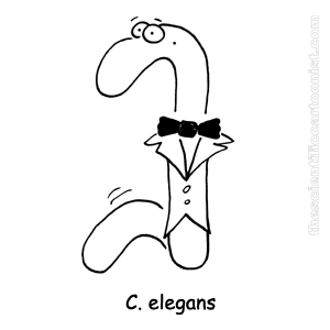 c_elegans.png