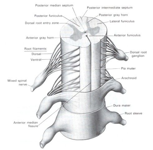 328b647c2aded999b088813e8f1a41d8--nerve-anatomy-human-anatomy.jpg