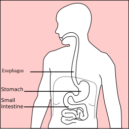 255px-Stomach_diagram.svg.png