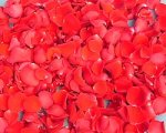 red-rose-petals-2.jpg