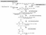 biotin synthesis.jpg