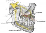 Trigeminal ganglion next to jaw - sickness behavior.jpg