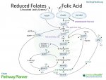 folate-cycle.jpg