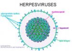 herpes-virus.jpg