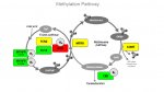 j_methylation_pathway.jpg