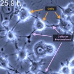 cellular-protrusions.jpg