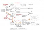 estradiol metabolism.jpg