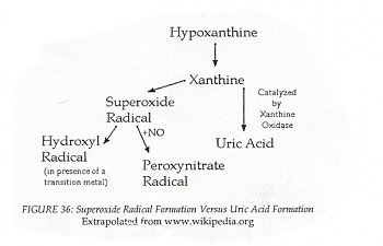 Hypoxanthine.jpg