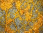 slime mold.jpg