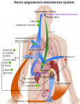 800px-Renin-angiotensin_system_in_man_shadow(flat).png