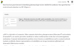 Screenshot_2021-02-28 4-Methylumbelliferone Treatment and Hyaluronan Inhibition as a Therapeut...png