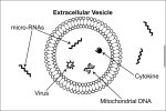 extracellularVesicle.jpeg
