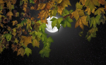 October - Leaf Falling Moon