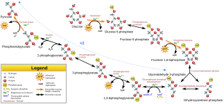 Glycolysis.svg.png