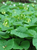Symphytum_cordatum_01.jpg