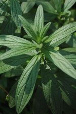 250px-Lithospermum_erythrorhizon.jpg