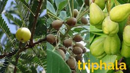 triphala.jpg