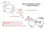 Methylation cycle meets TCA cyc.jpg