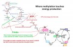 Methylation cycle meets TCA 2.jpg