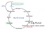 Citric acid cycle B6.jpg