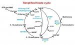 simplified folate cycle.jpg
