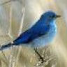 bluebird