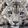 Snow Leopard