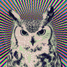 Owl42