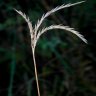 Little Bluestem