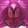 ChaoticOrchid