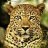 Leopardtail