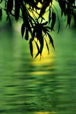 4698-MeditationWater.jpg