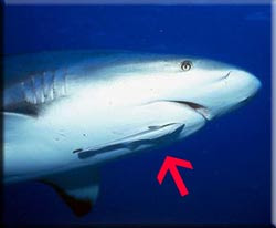 remora1.jpg
