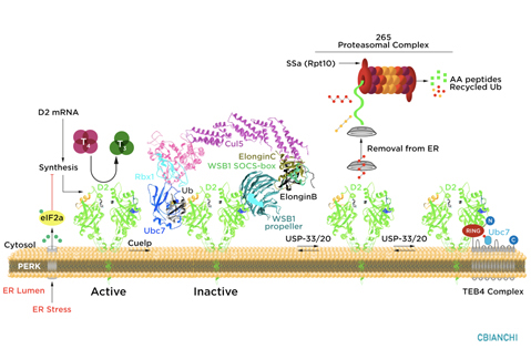 Deiodinases-Thyroid-Hormone-Homeostasis-1.jpg