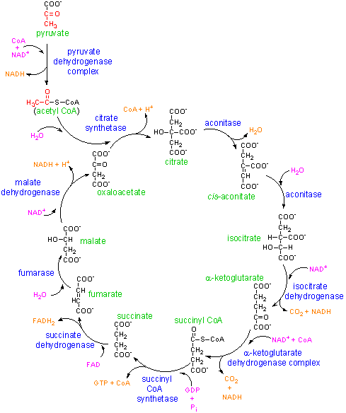 krebs9.gif