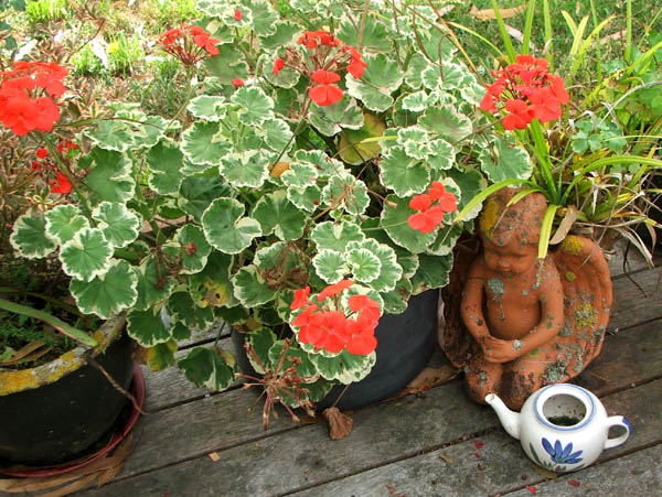angel-plants.jpg