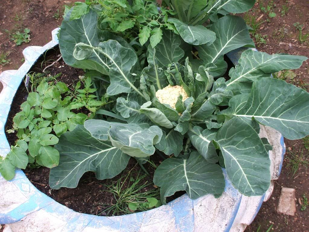 mycauliflower_zps1d80ae72.jpg