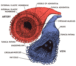 1924-Bloodvessel..gif