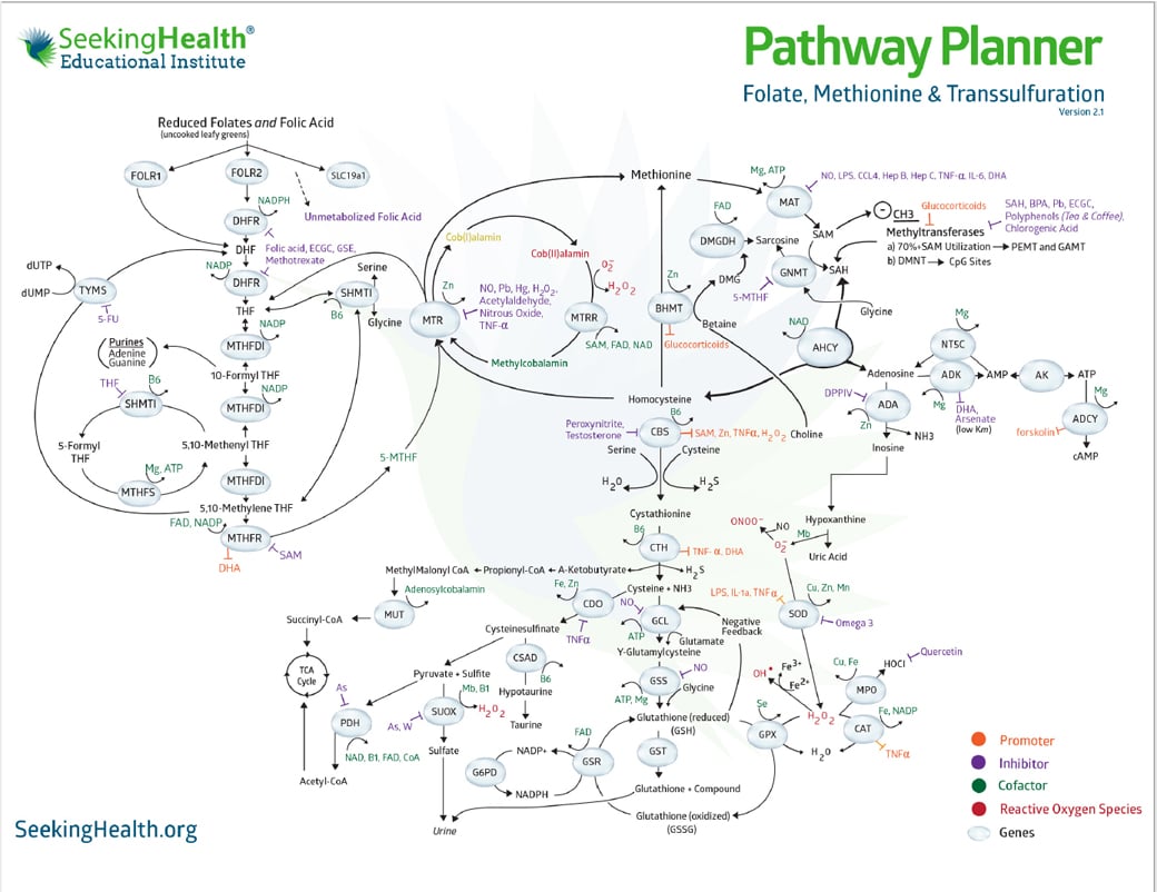 MethylationCycle-SeekingHealth-2.jpg