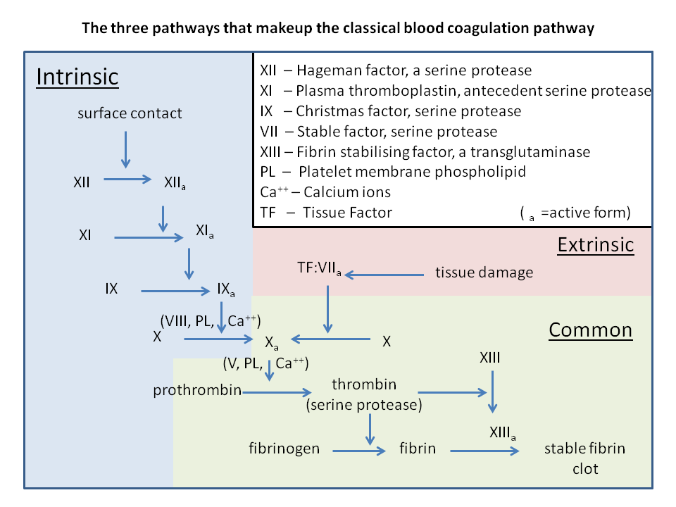 classical_blood_coagulation_pathway.png