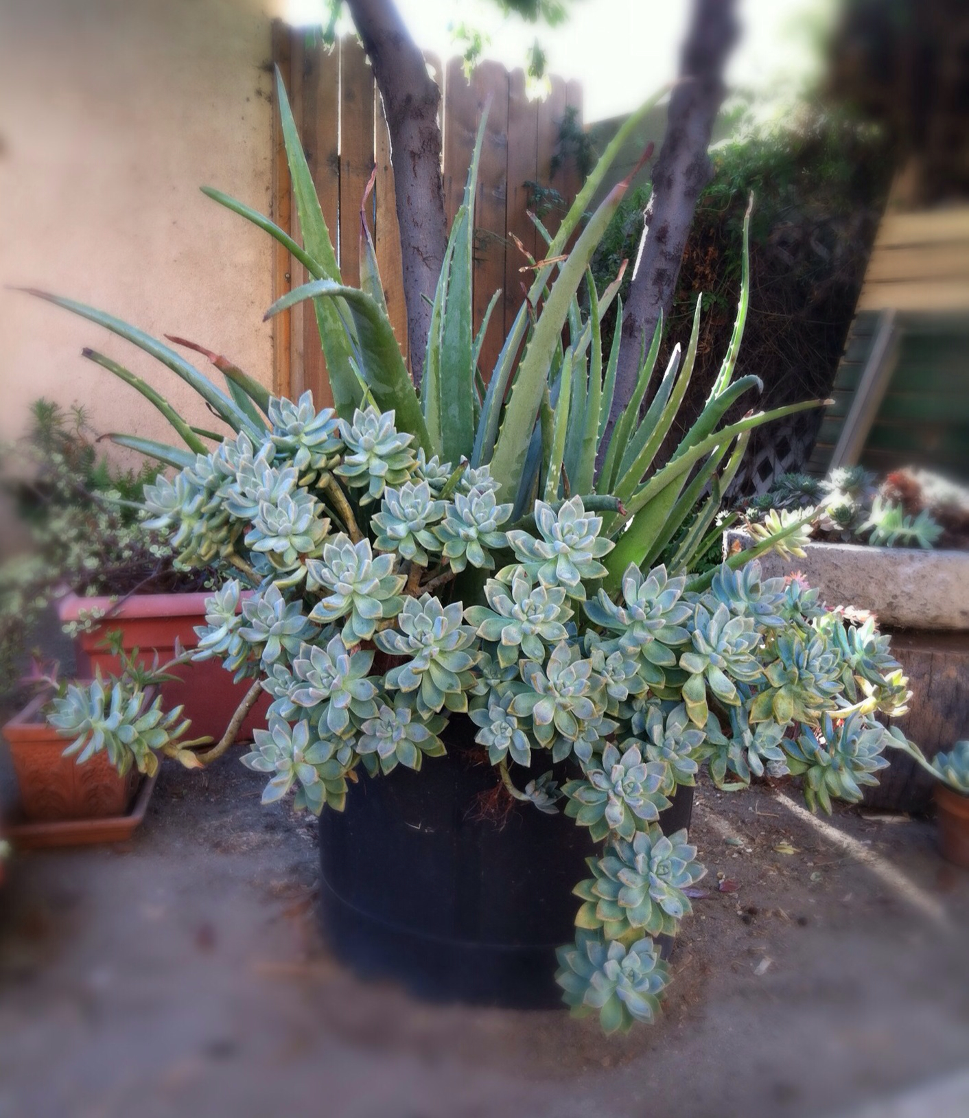 aloeghostplant1.jpg