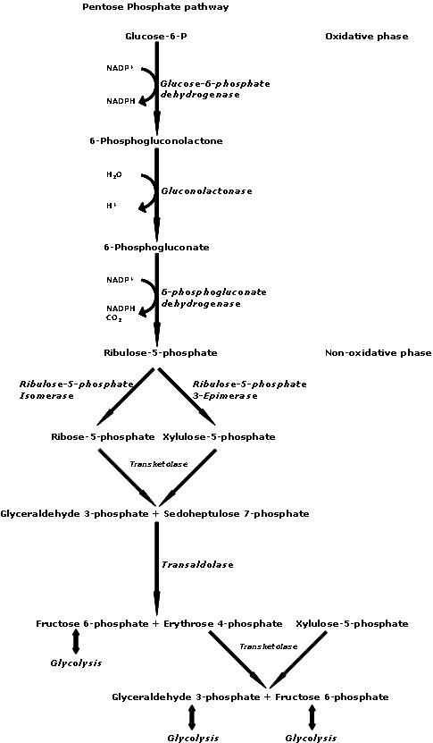 Pentose_Phosphate_Pathway.png