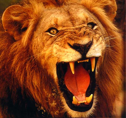 Lion.jpg