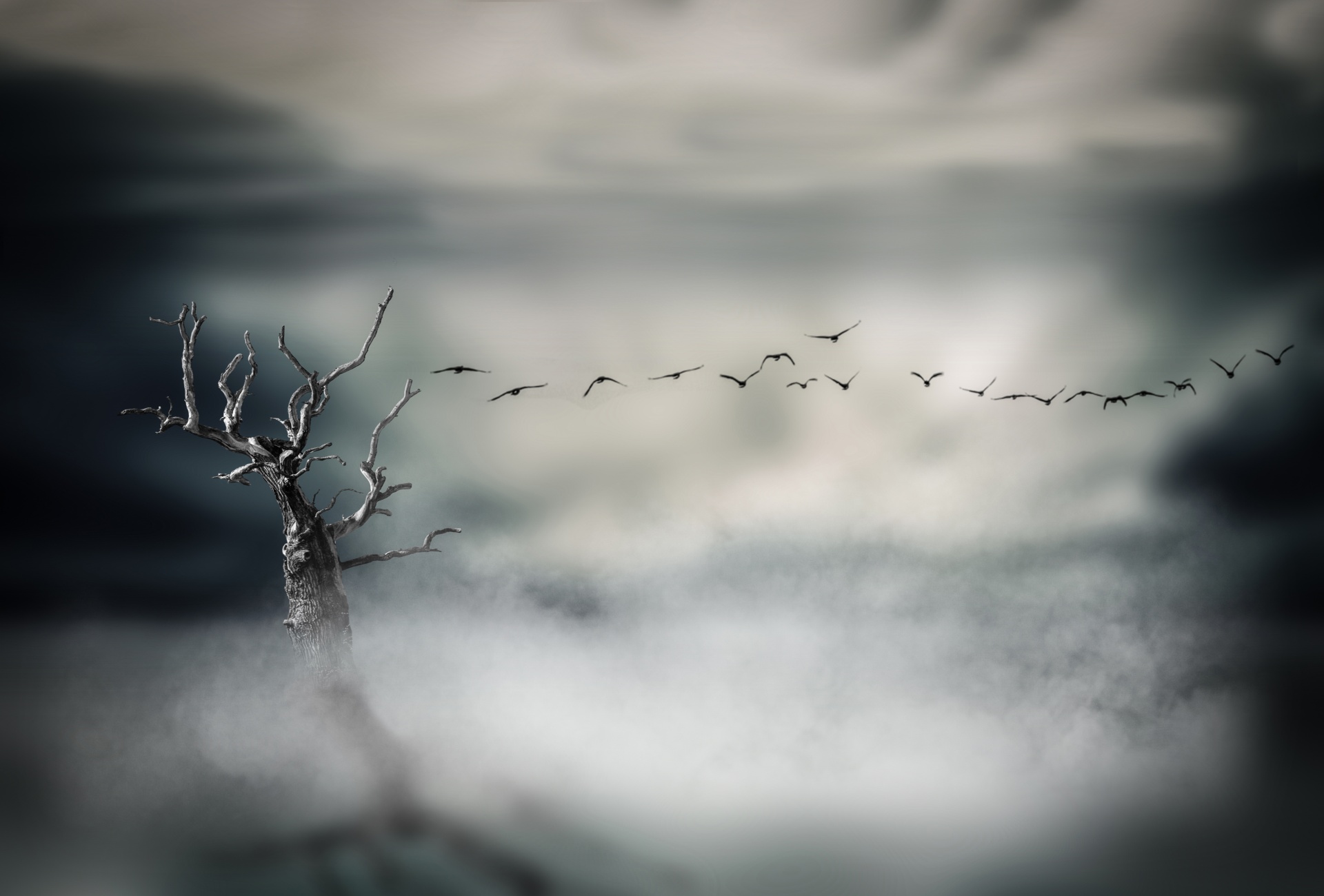 dry-tree-and-fog-1478539914A2U.jpg