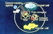 3241-Oncogene..jpg