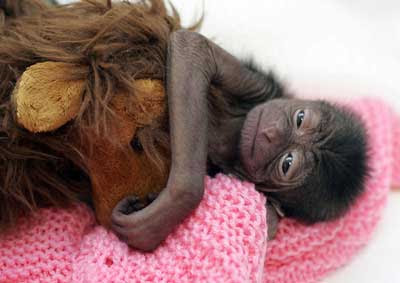 baby+gibbon.jpg